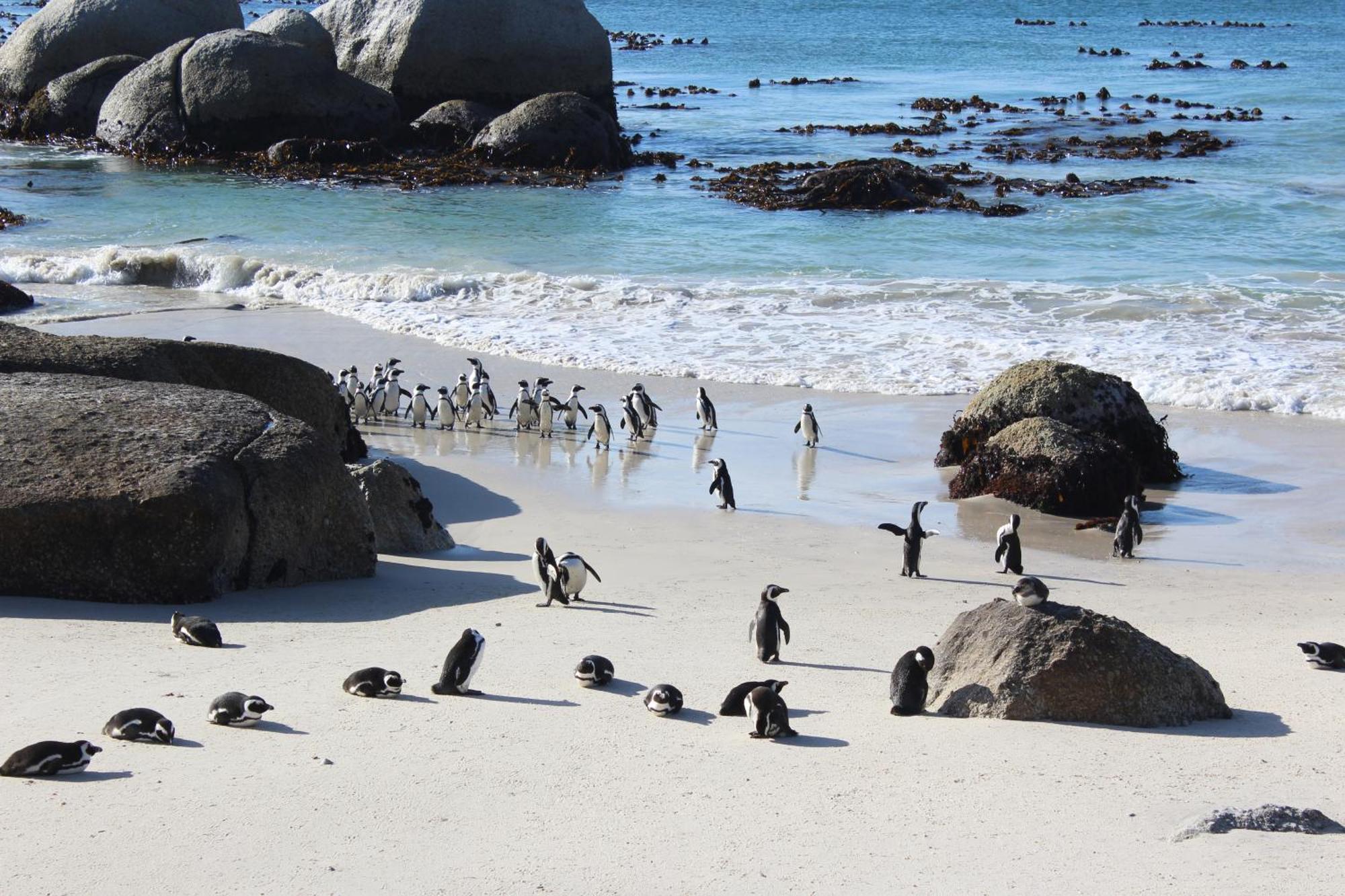Boulders Beach House Simonʼs Town Exterior foto